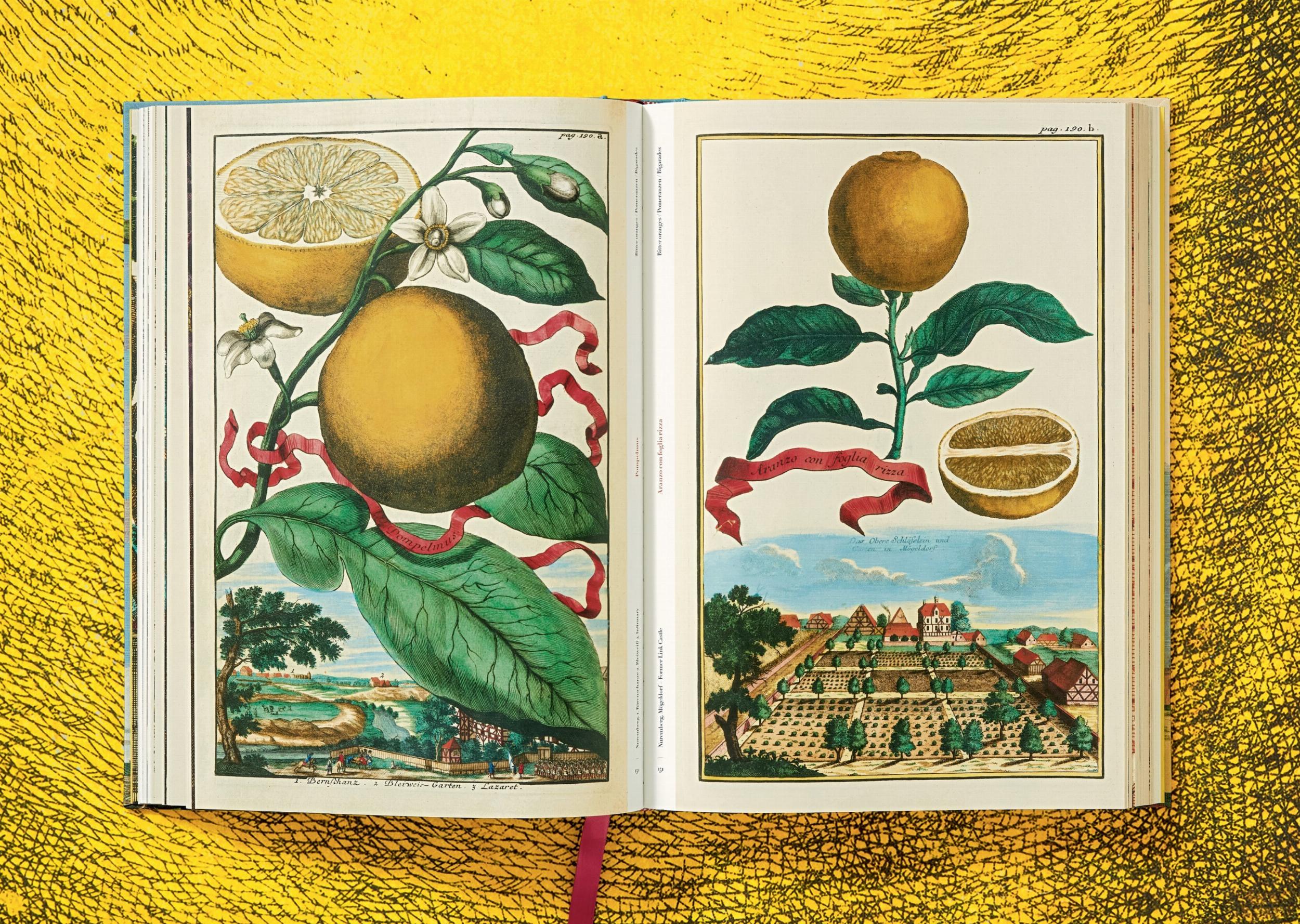 J. C. Volkamer - The Book of Citrus Fruits