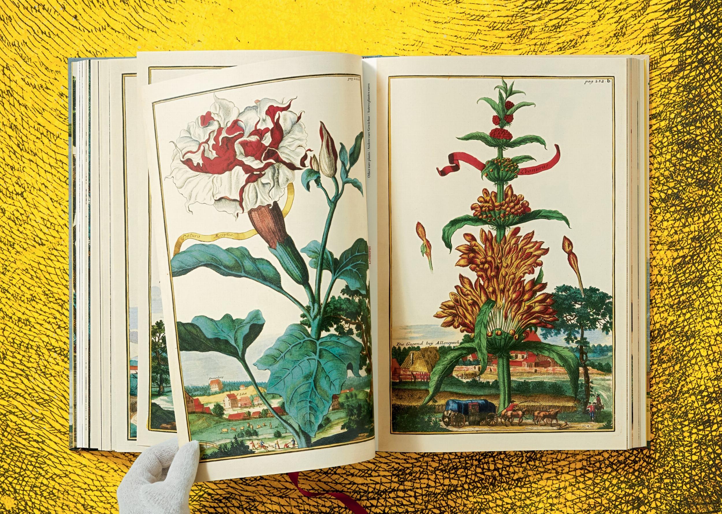 J. C. Volkamer - The Book of Citrus Fruits