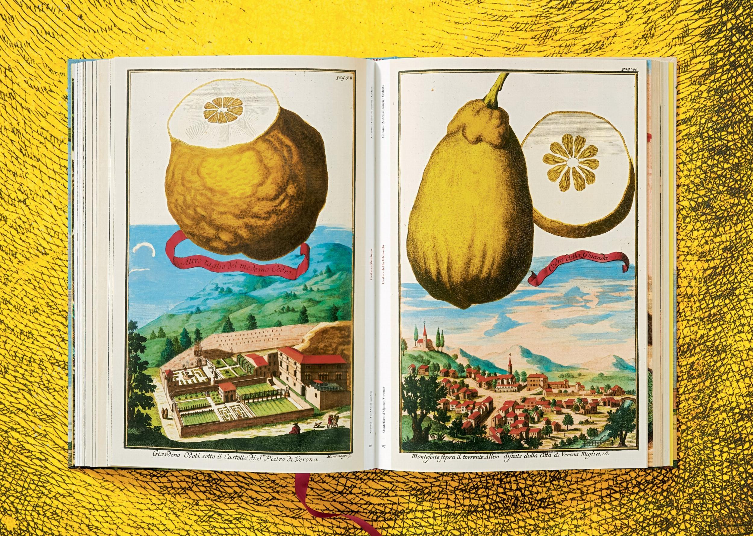 J. C. Volkamer - The Book of Citrus Fruits