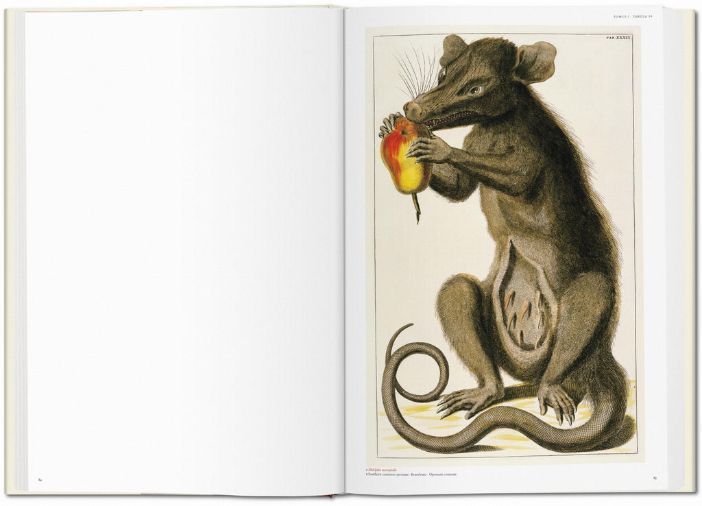 Cabinet of Natural Curiosities