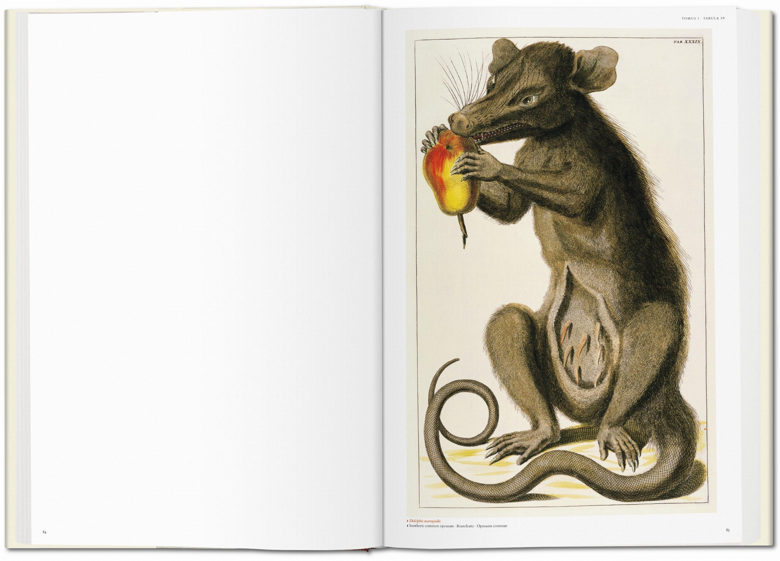 Seba - Cabinet of Natural Curiosities